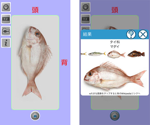 教えて!魚