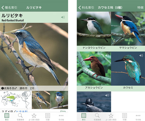日本の野鳥（山溪ハンディ図鑑）